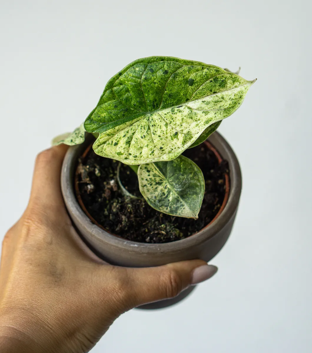 ?? Alocasia Baginda Dragon Scale variegata HALFMOON (Zachran ma)