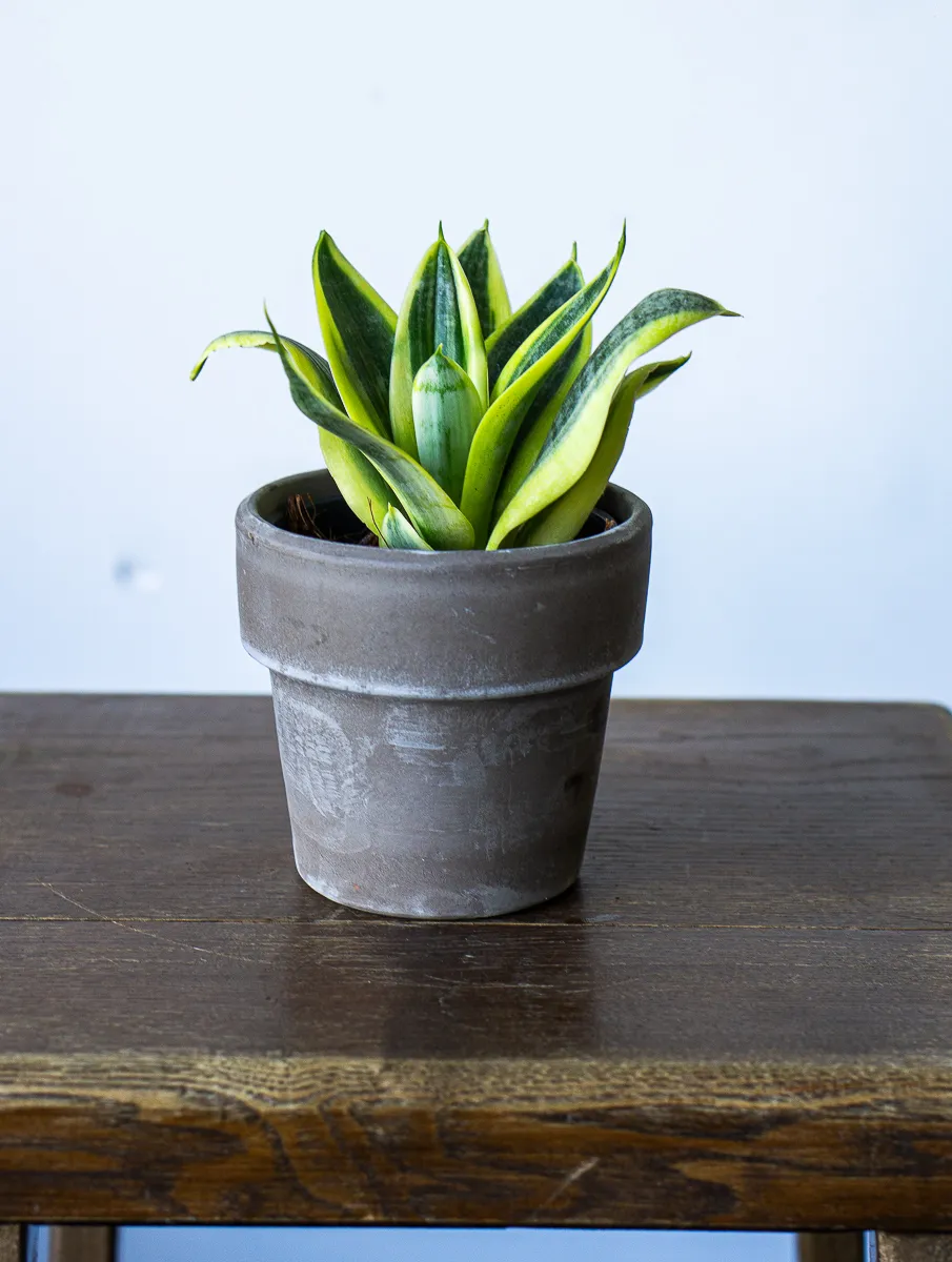 Sansevieria Hahnii Golden Sun