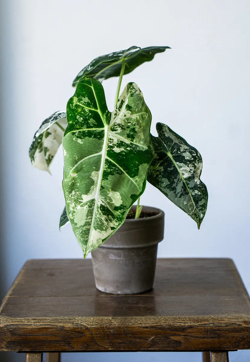 Alocasia Micholitziana Frydek variegata