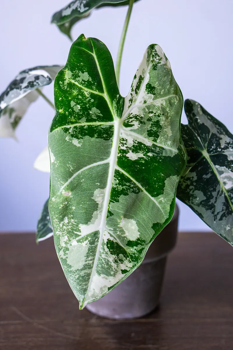 Alocasia Micholitziana Frydek variegata