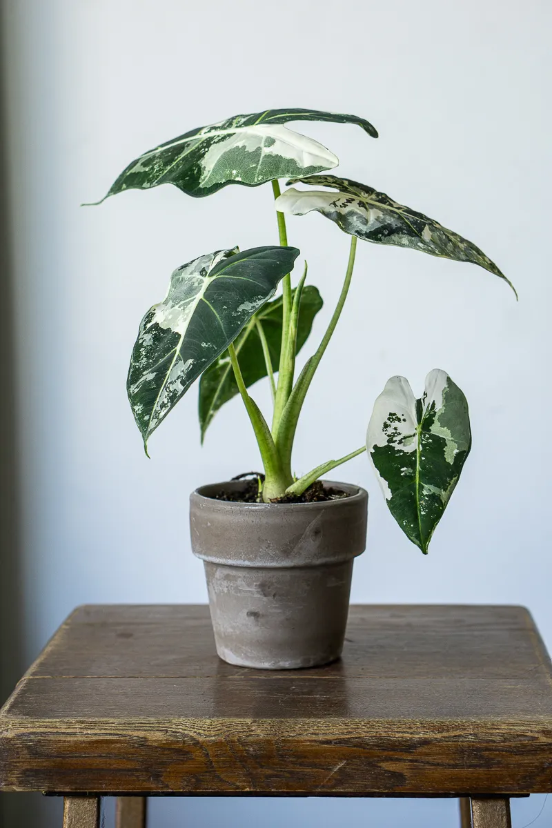 Alocasia Micholitziana Frydek variegata