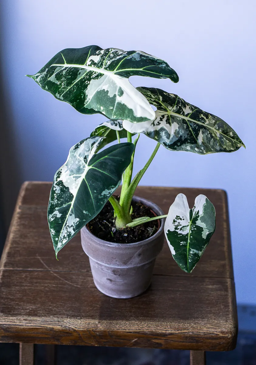 Alocasia Micholitziana Frydek variegata
