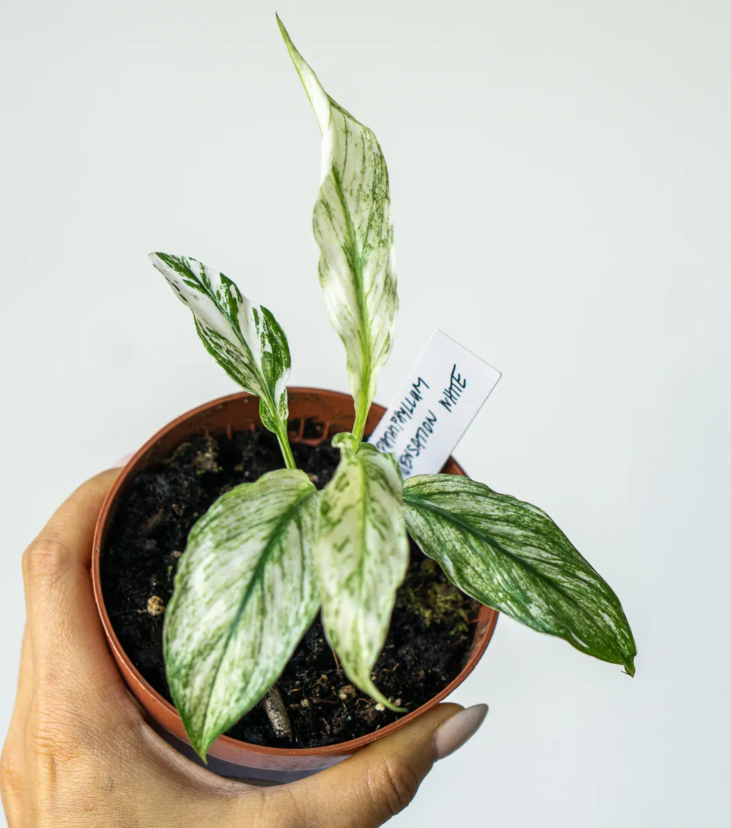 Spathiphyllum Sensation White