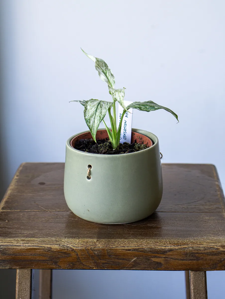 Spathiphyllum Sensation White