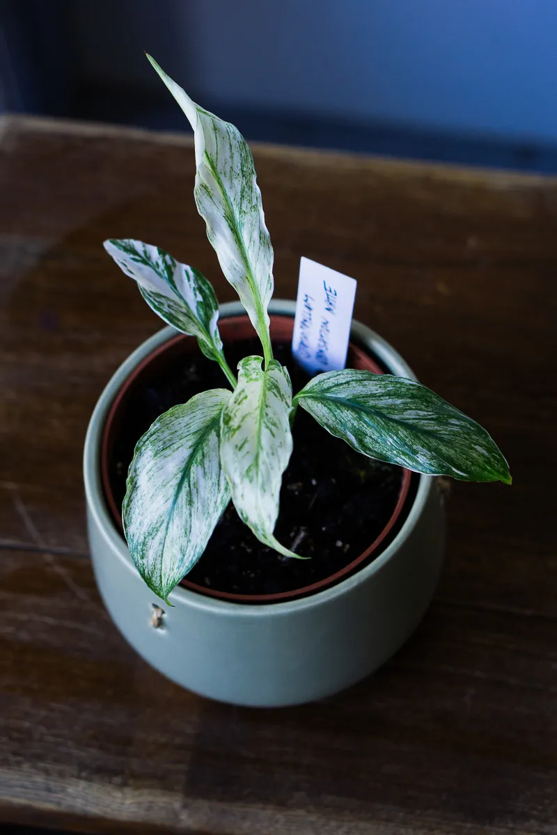 Spathiphyllum Sensation White