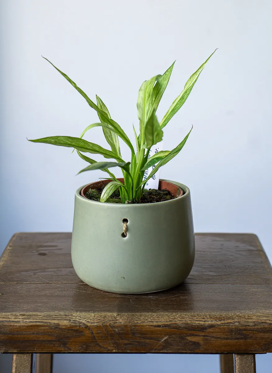 Spathiphyllum Aurea variegata