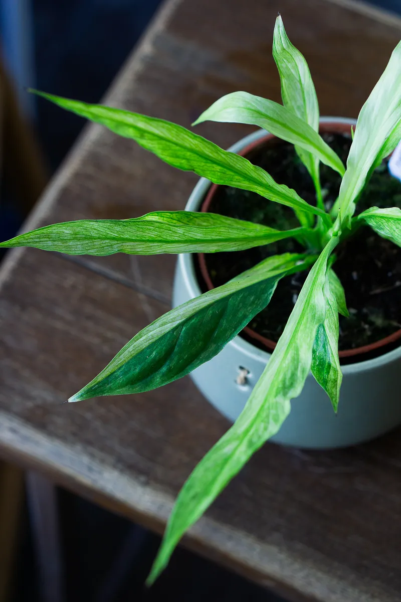 Spathiphyllum Aurea variegata