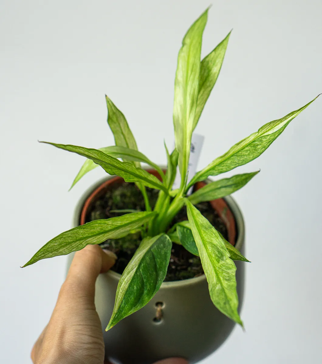 Spathiphyllum Aurea variegata