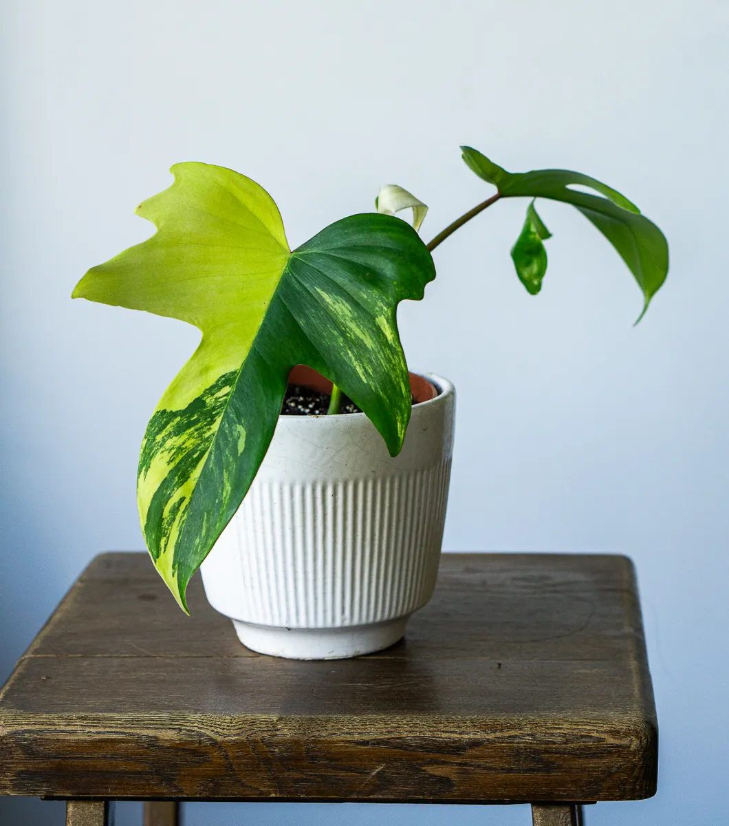 Philodendron Florida Beauty (2)