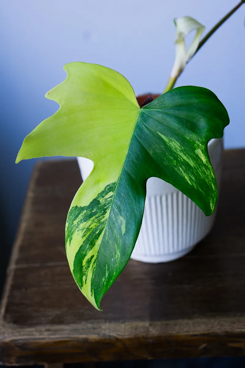Philodendron Florida Beauty (2)