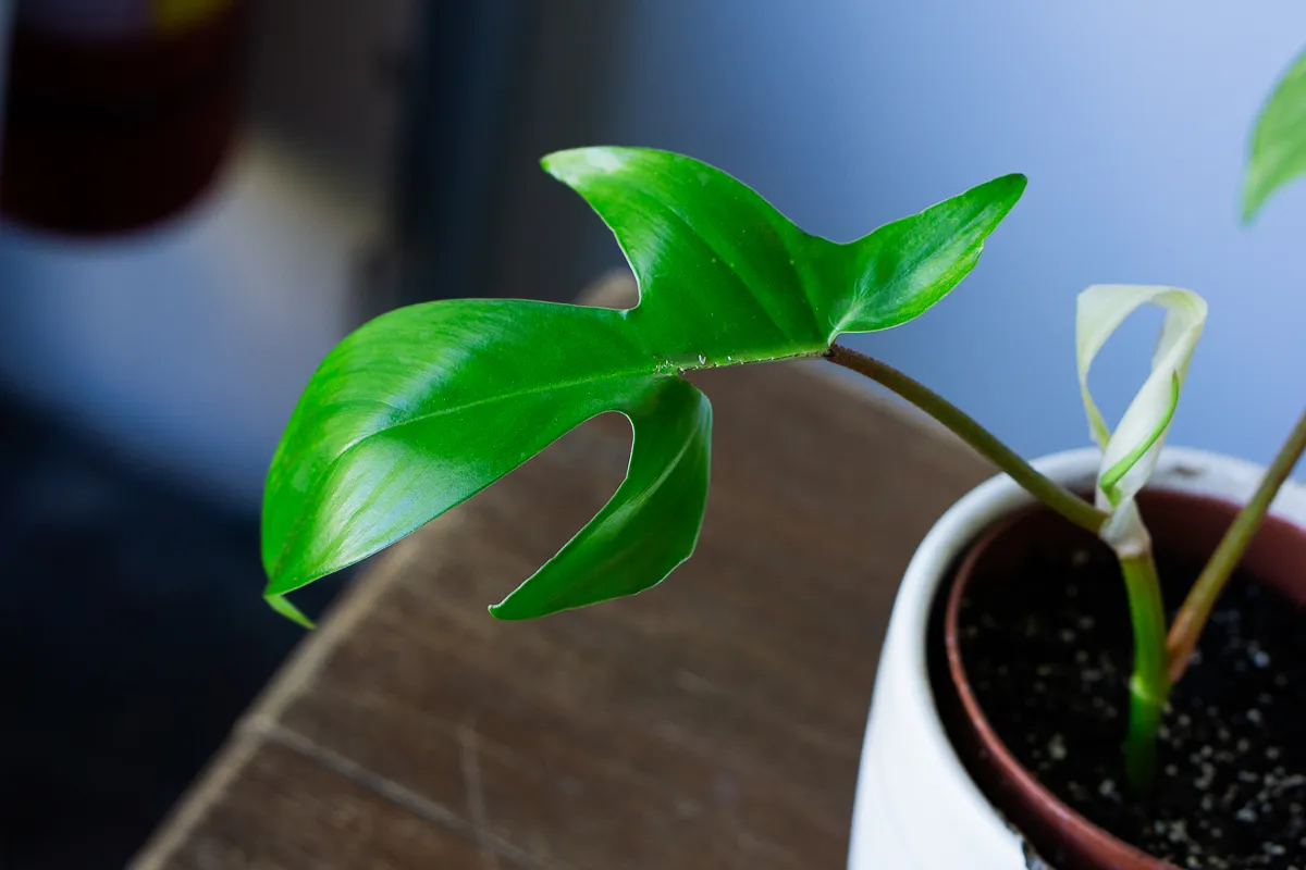 Philodendron Florida Beauty (2)