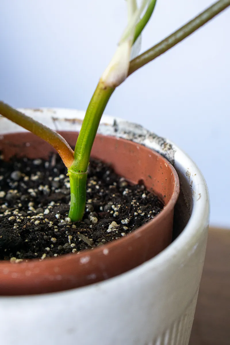 Philodendron Florida Beauty (2)