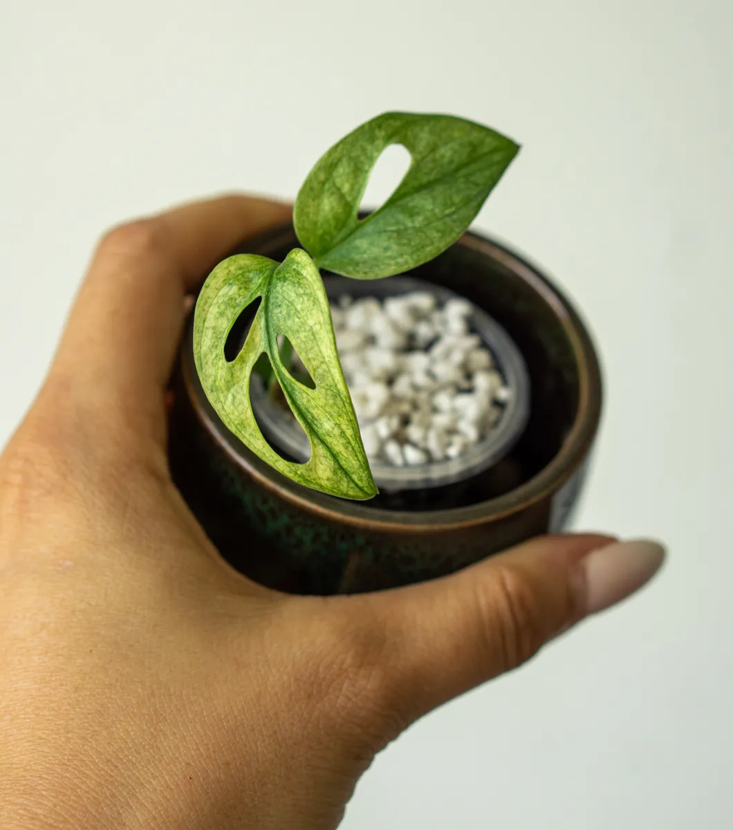 Baby Monstera adansonii Archipelago Mint Ghost (semihydro)