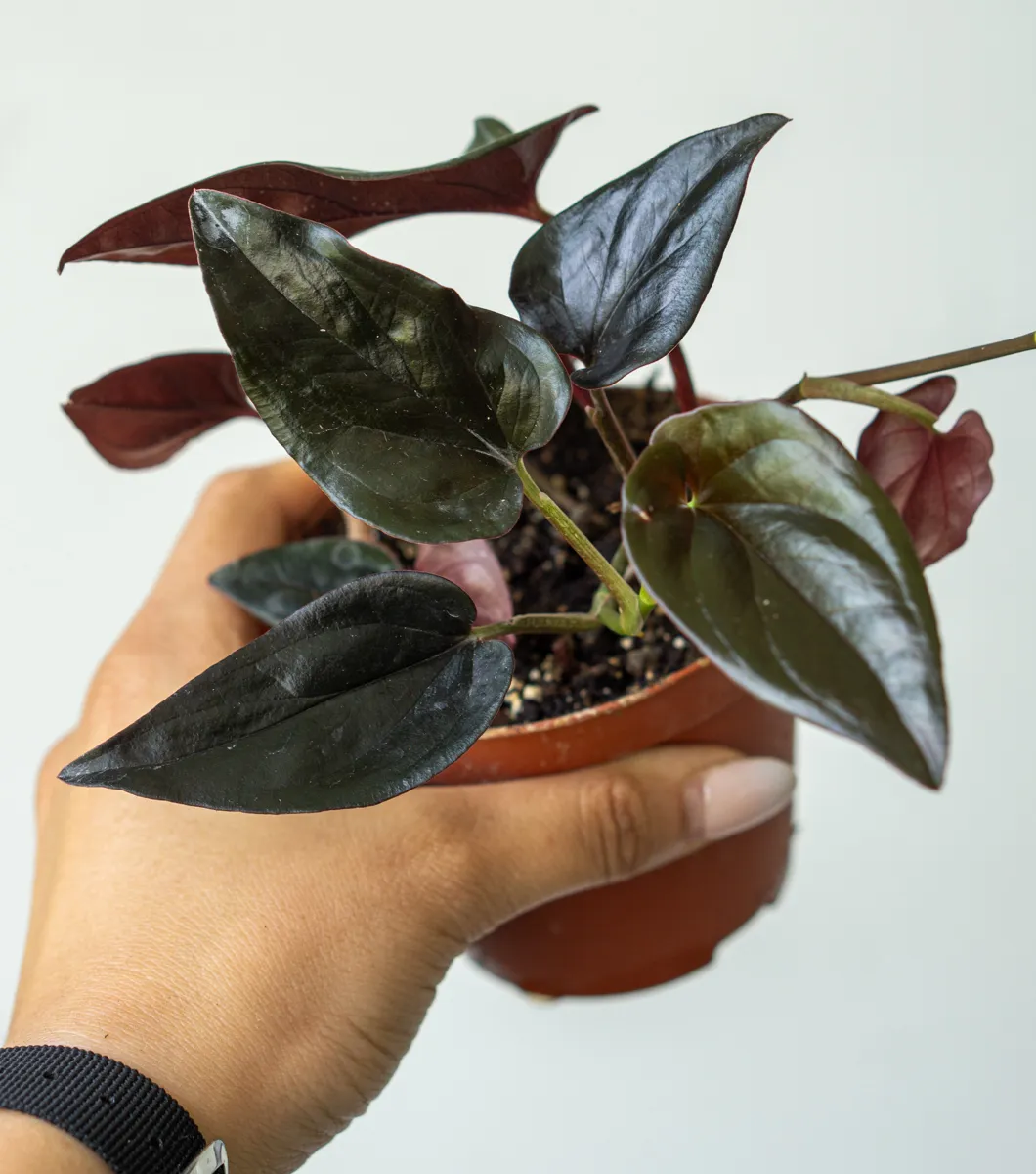 Syngonium Erythrophyllum Wild form