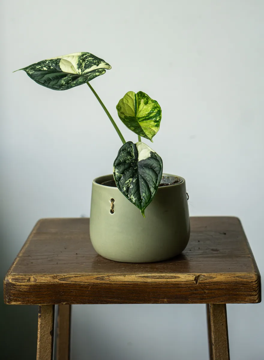 ?? Alocasia Baginda Dragon Scale variegata
