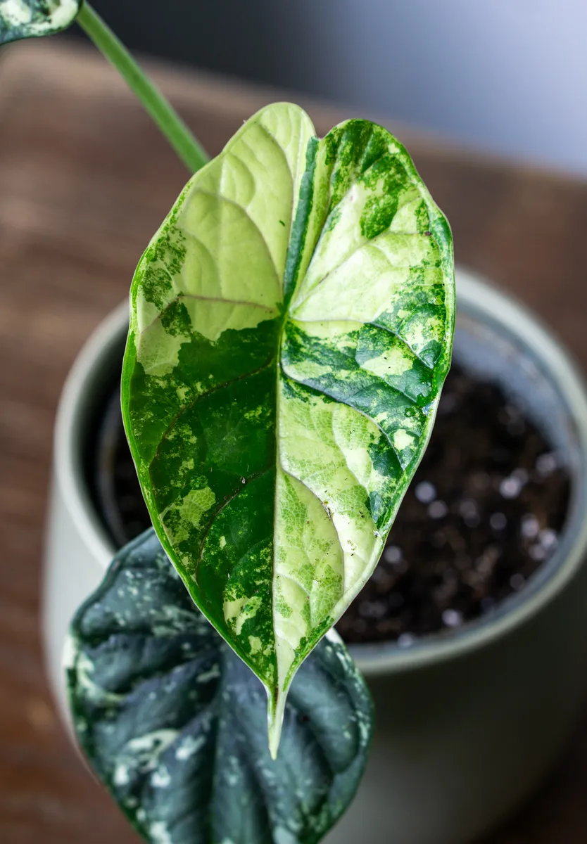 ?? Alocasia Baginda Dragon Scale variegata