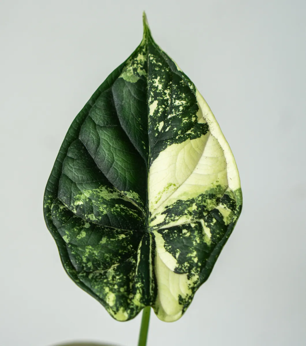 ?? Alocasia Baginda Dragon Scale variegata