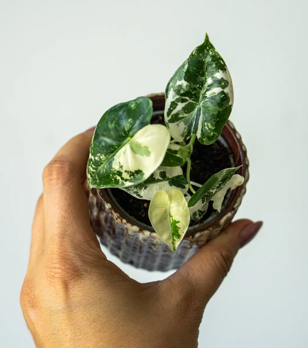 Baby Alocasia Micholitziana Frydek variegata
