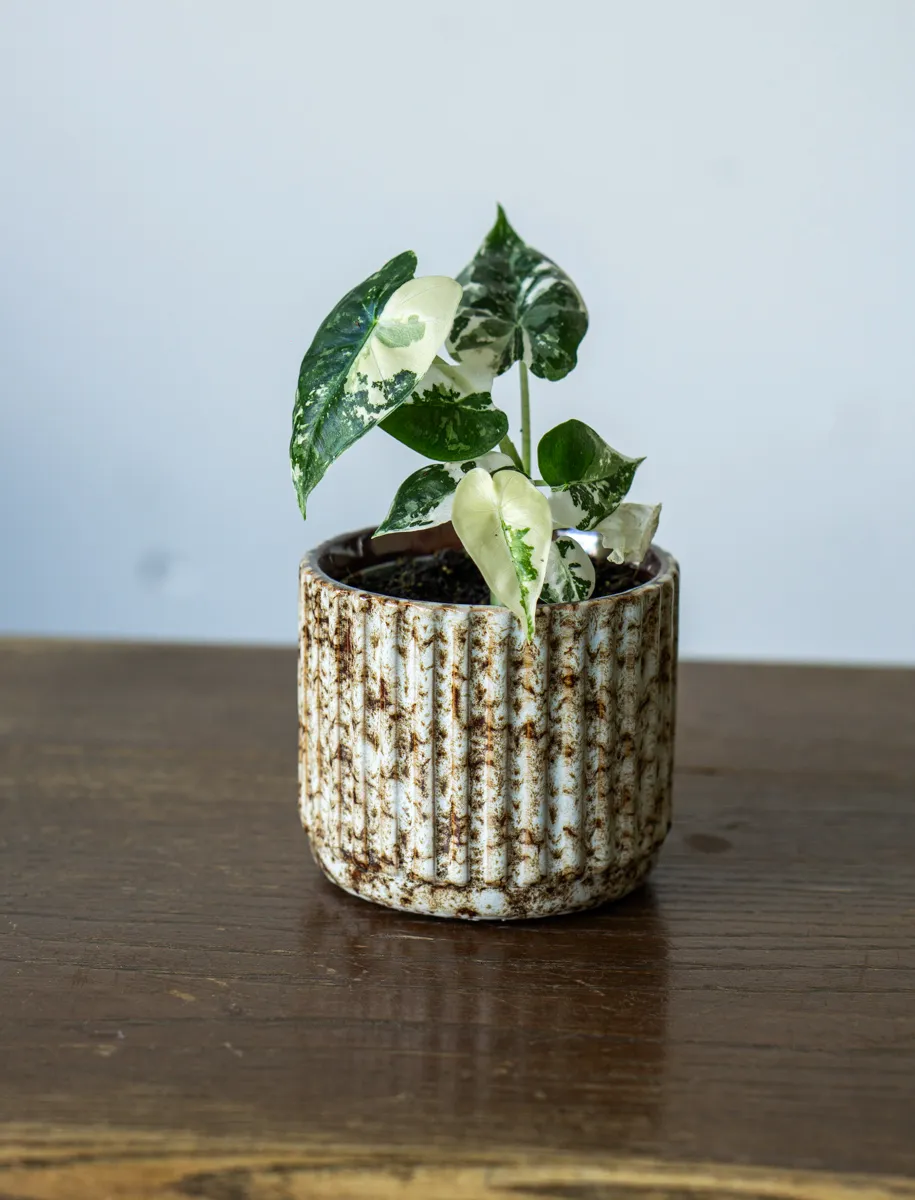 Baby Alocasia Micholitziana Frydek variegata