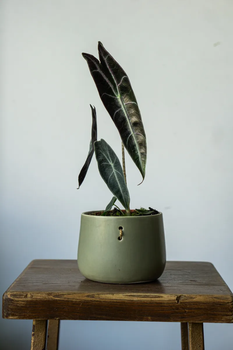 Alocasia Longiloba Purple