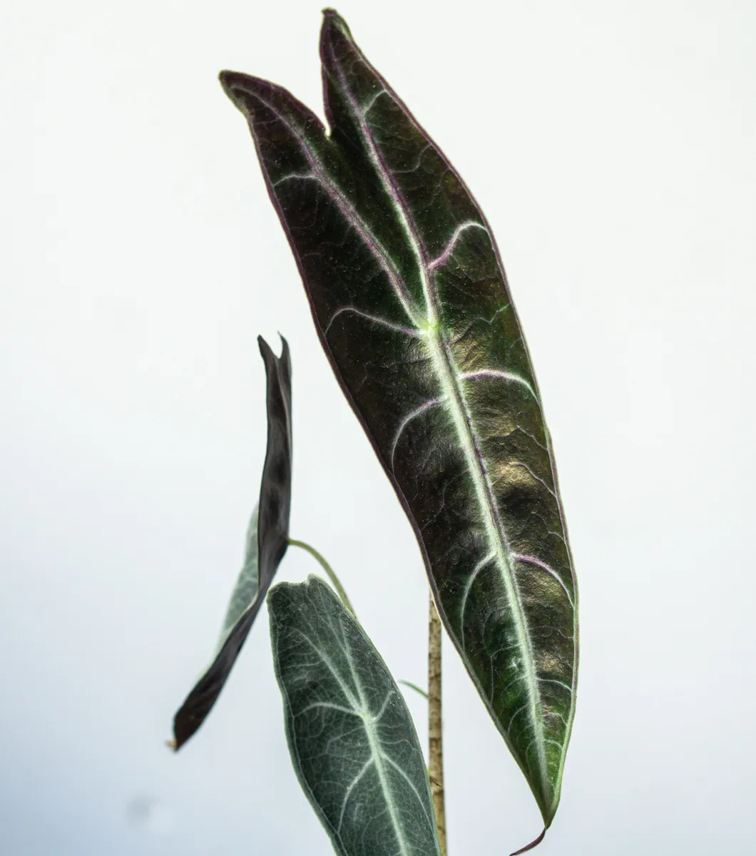 Alocasia Longiloba Purple