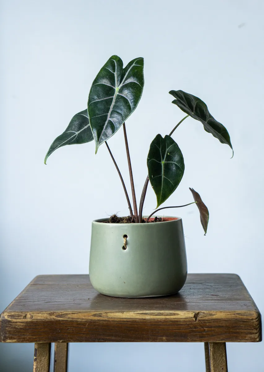 Alocasia longiloba Suhirmaniana Purple Vein (Zachran ma)