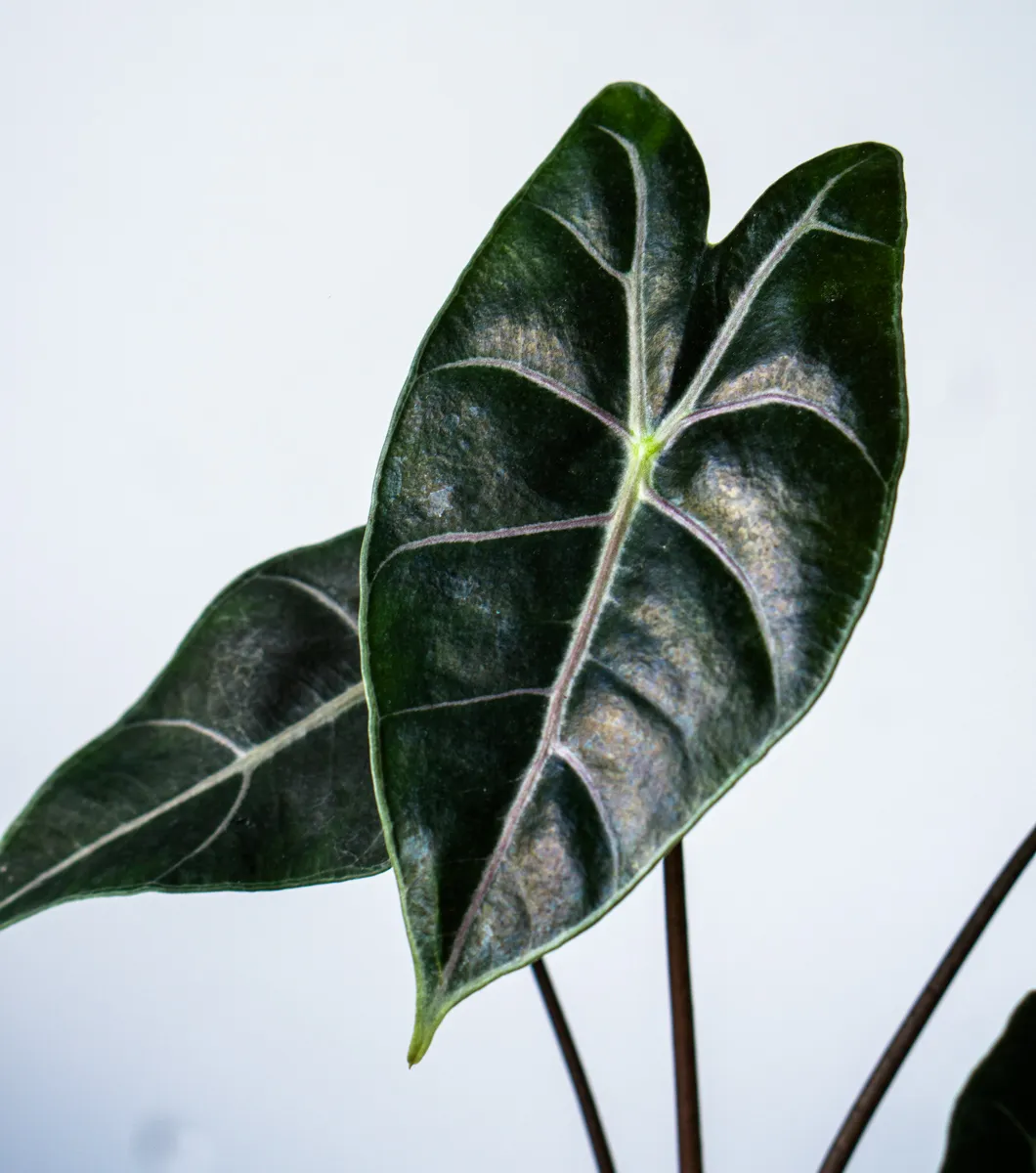 Alocasia longiloba Suhirmaniana Purple Vein (Zachran ma)