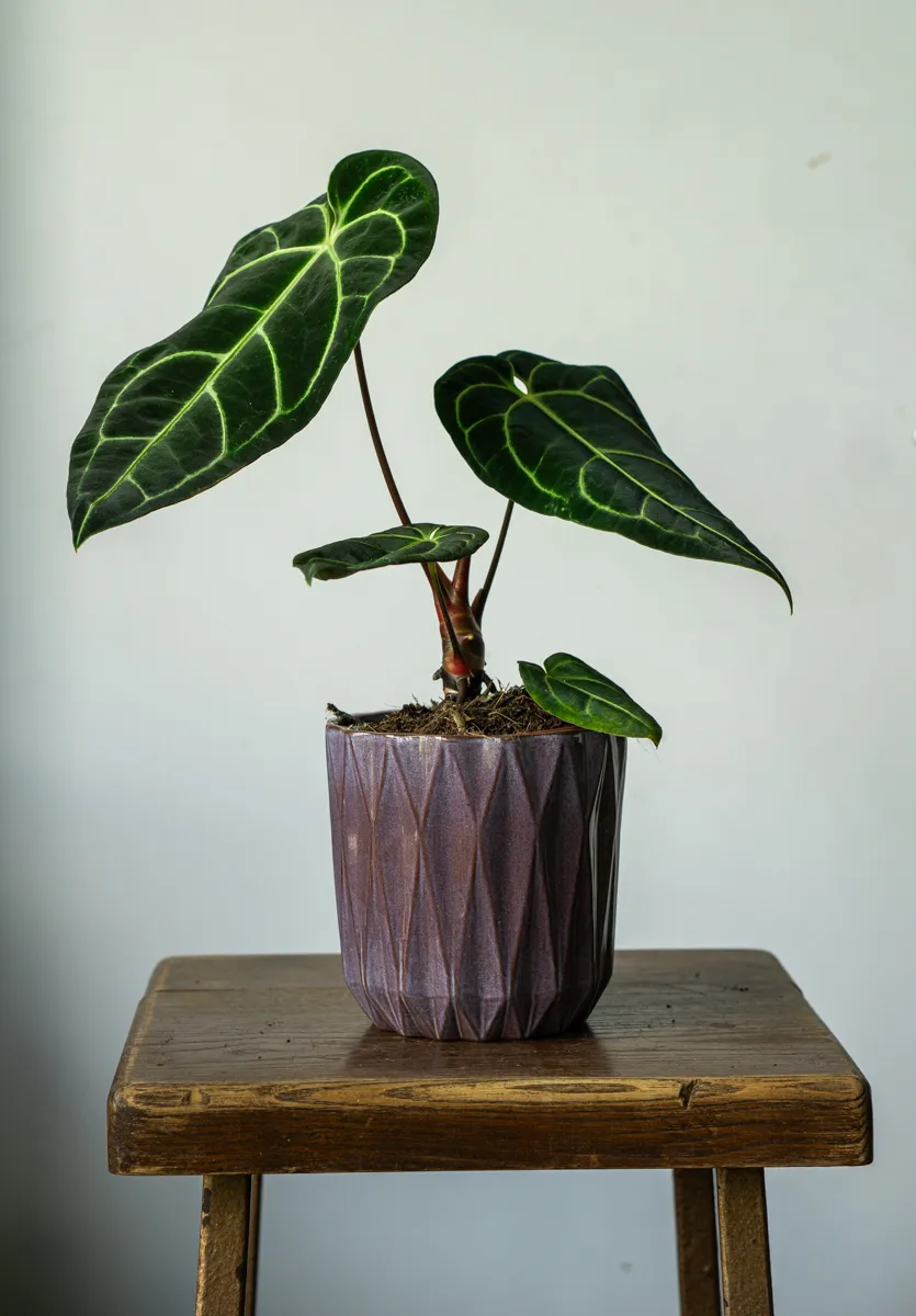 Anthurium Regale (Zachran ma)