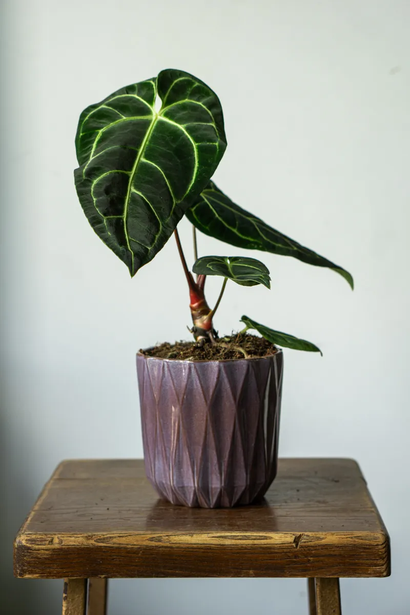 Anthurium Regale (Zachran ma)