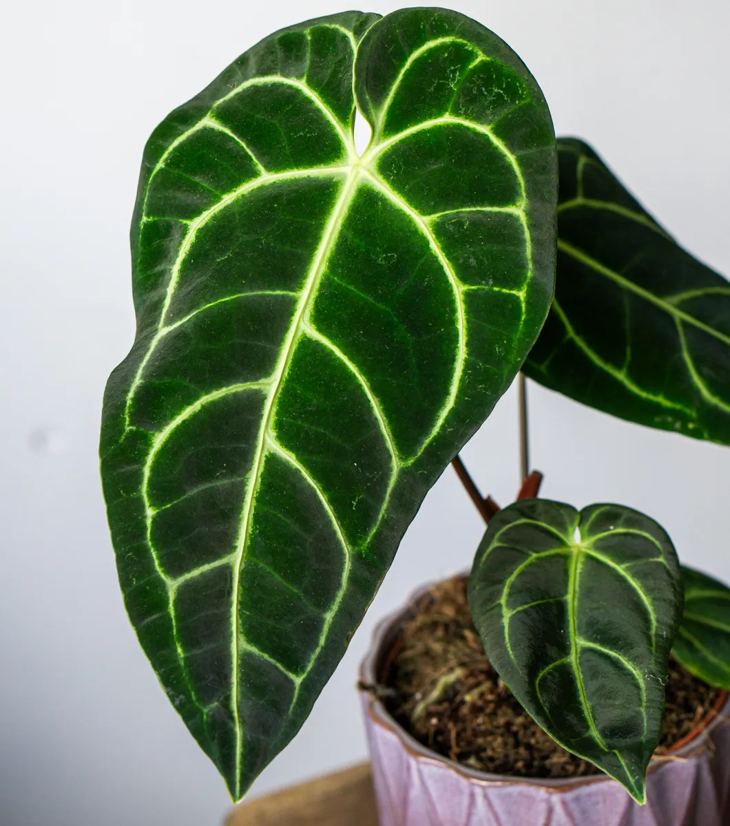 Anthurium Regale (Zachran ma)