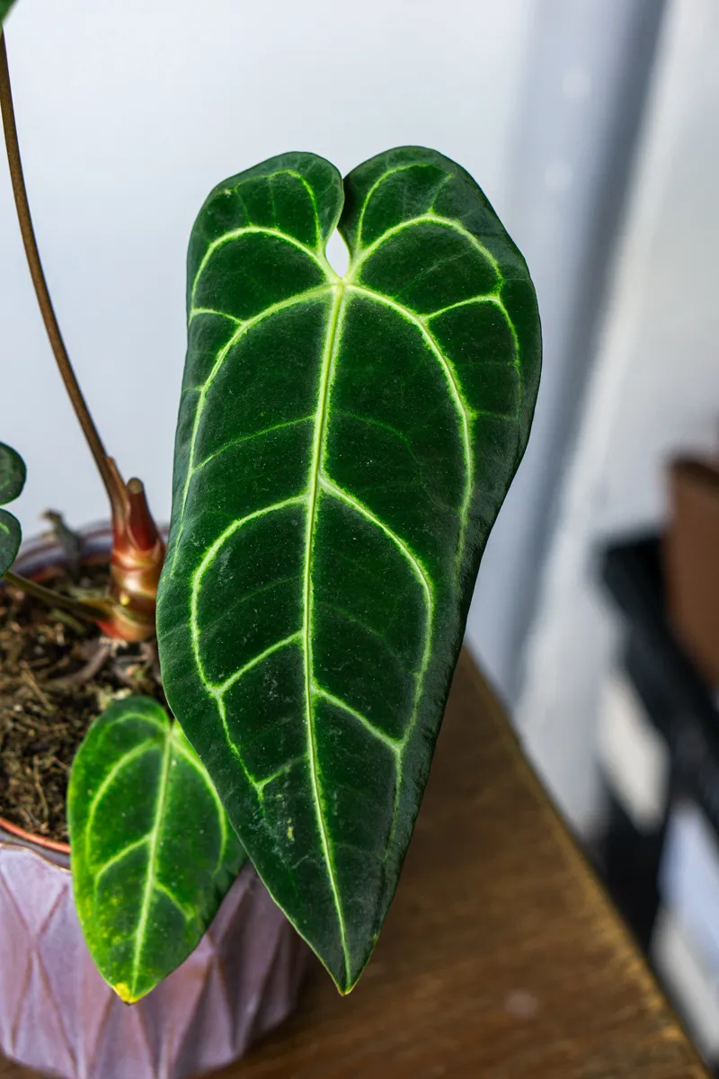 Anthurium Regale (Zachran ma)