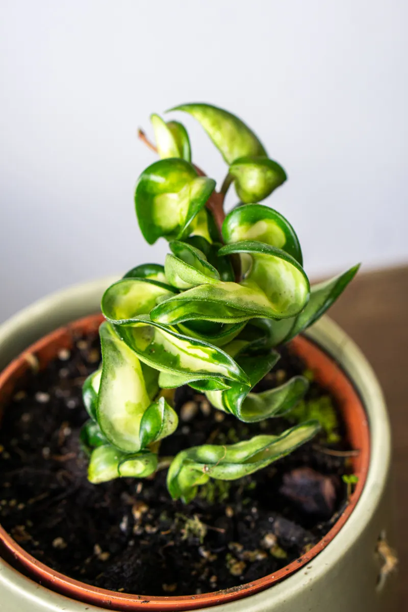 Hoya Compacta Mauna Loa