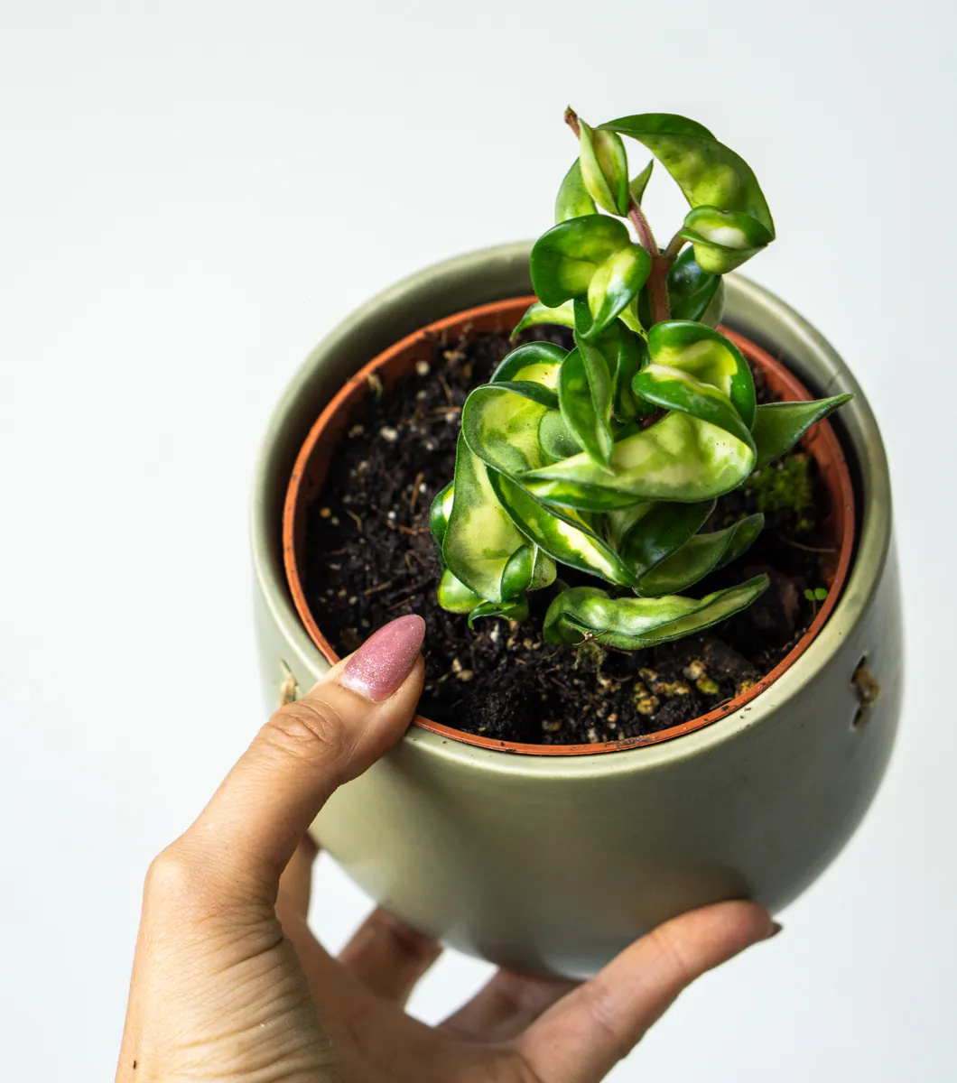 Hoya Compacta Mauna Loa