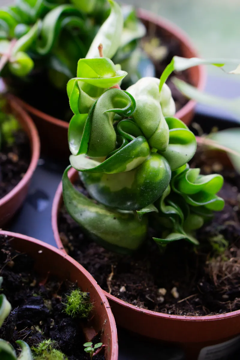 Hoya Compacta Mauna Loa