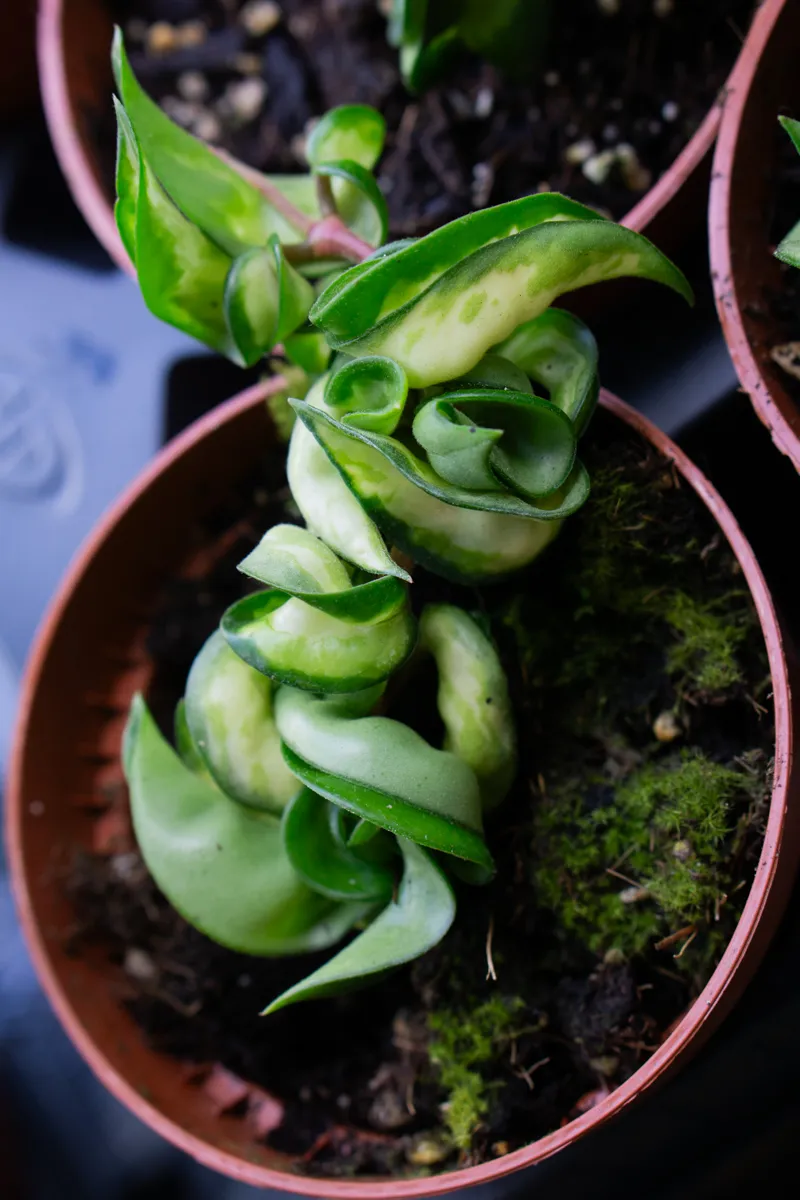 Hoya Compacta Mauna Loa