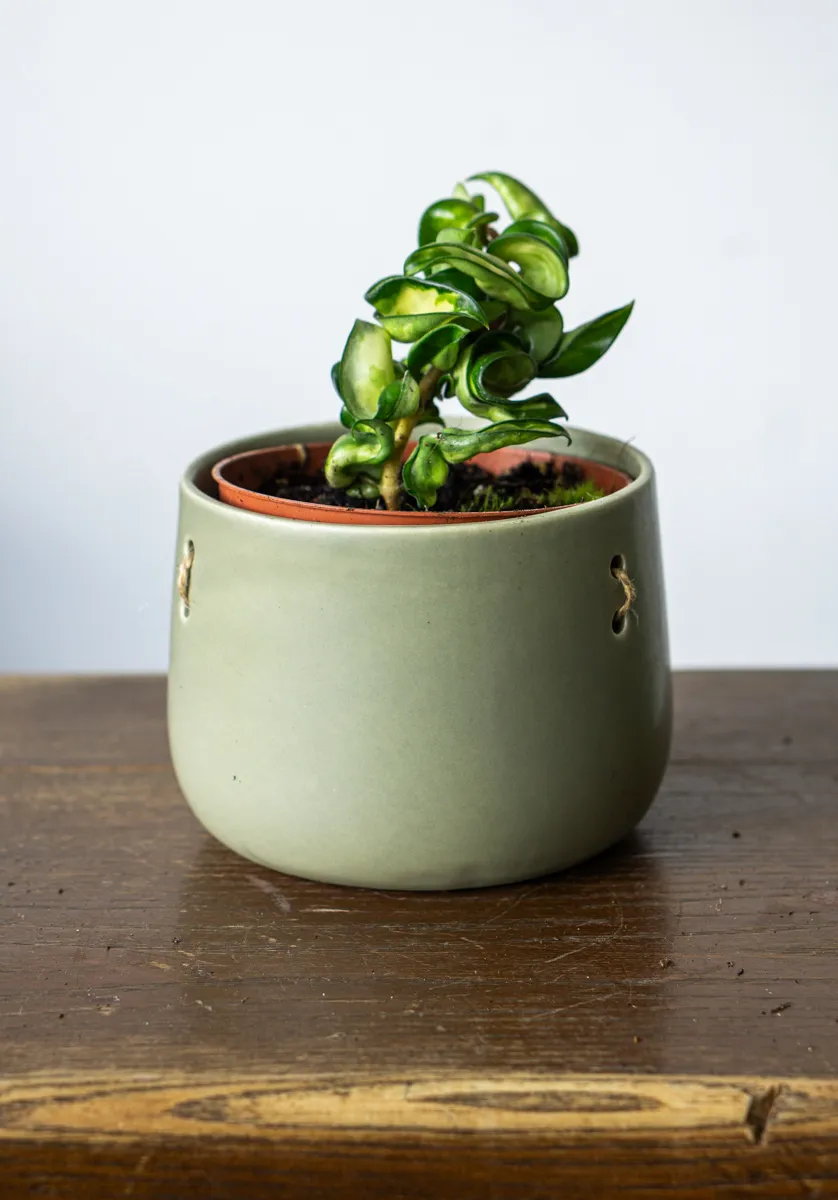 Hoya Compacta Mauna Loa