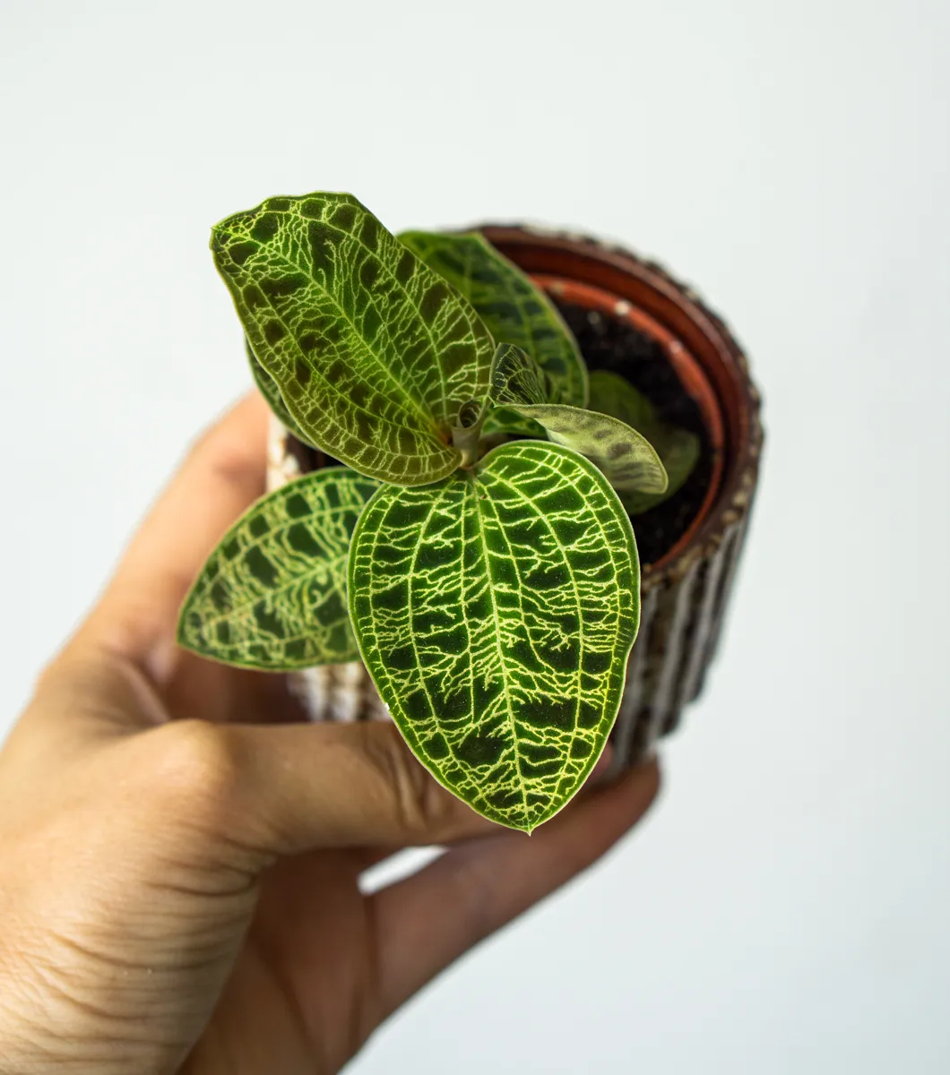 Macodes Petola - Jewel Orchid (Zachran ma)