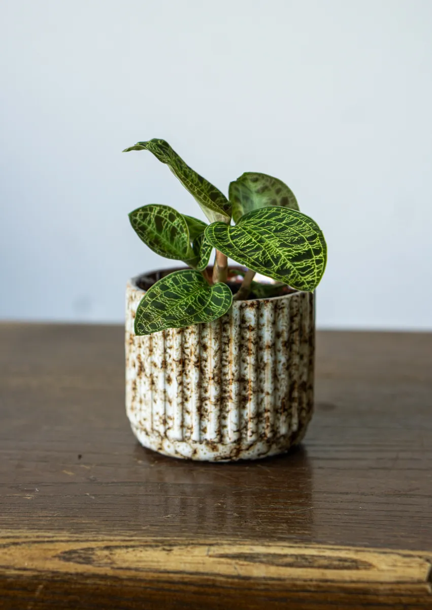 Macodes Petola - Jewel Orchid (Zachran ma)