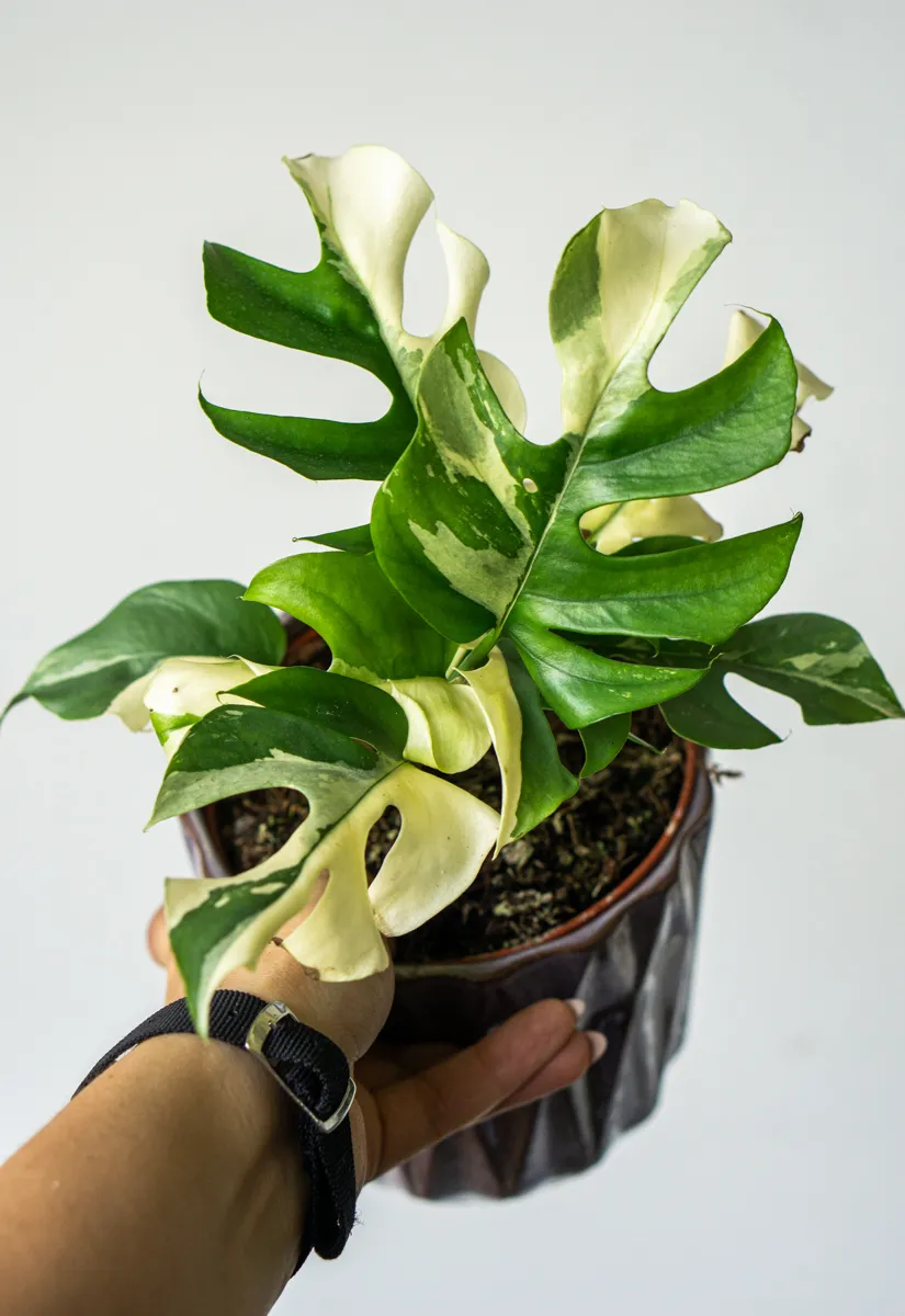 Rhaphidophora Tetrasperma variegata (Zachran ma)