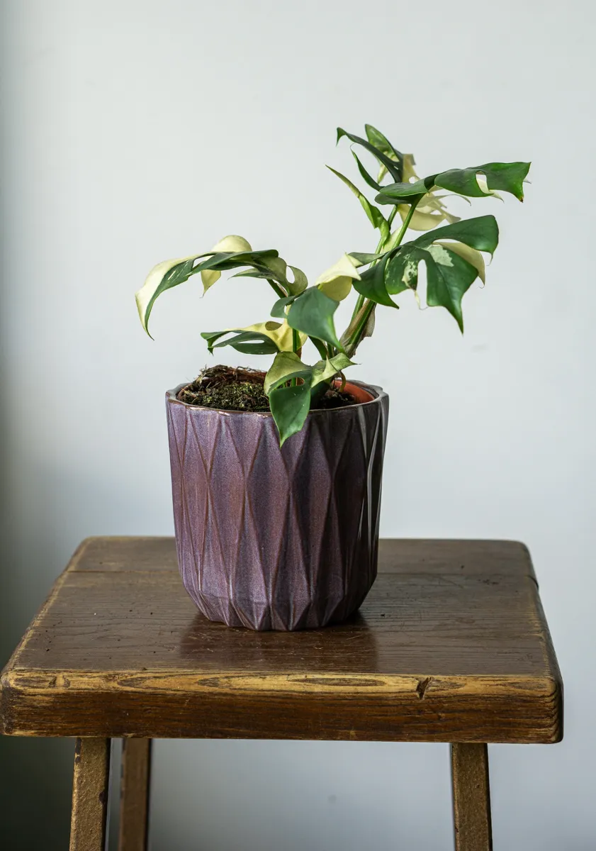 Rhaphidophora Tetrasperma variegata (Zachran ma)