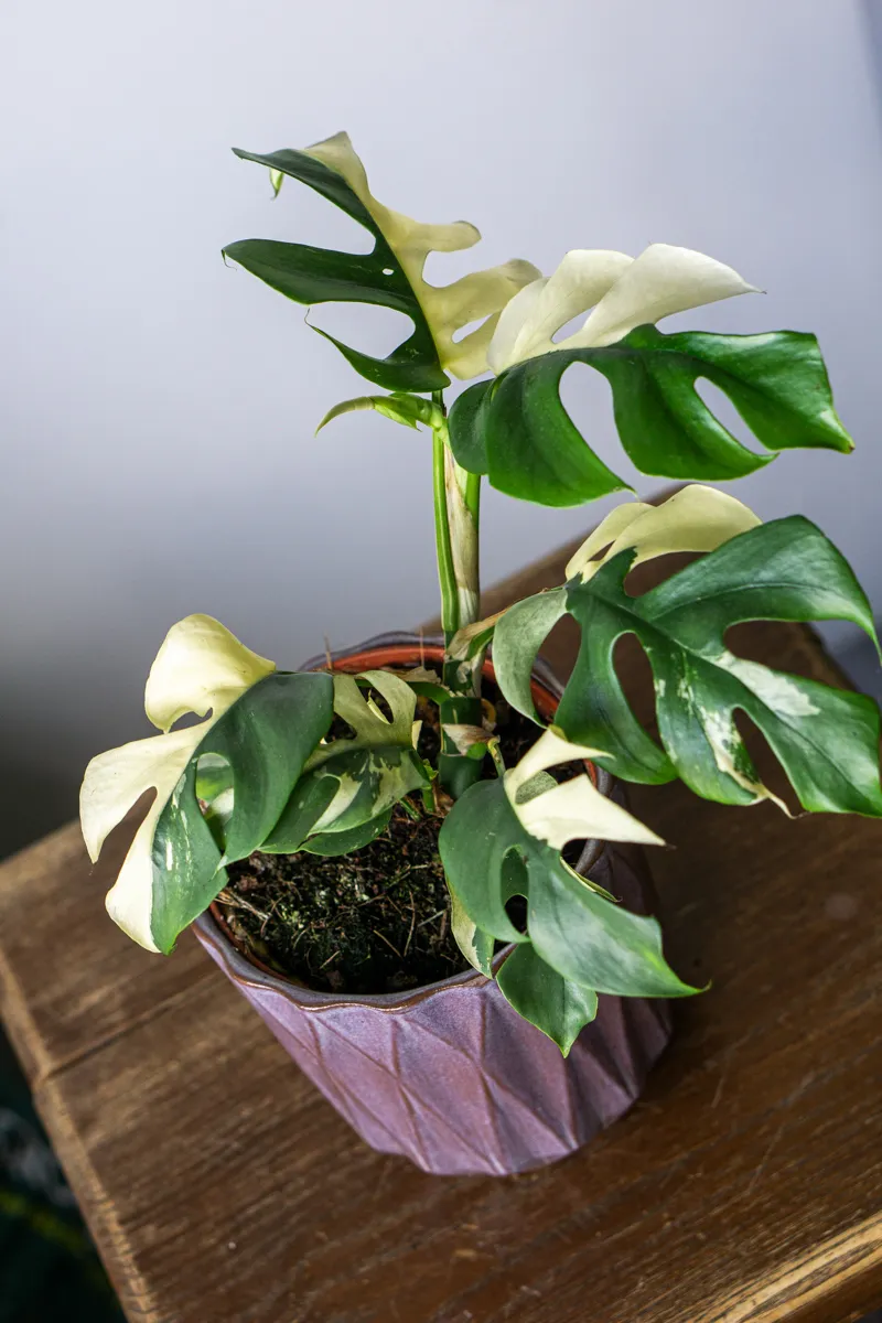 Rhaphidophora Tetrasperma variegata (Zachran ma)