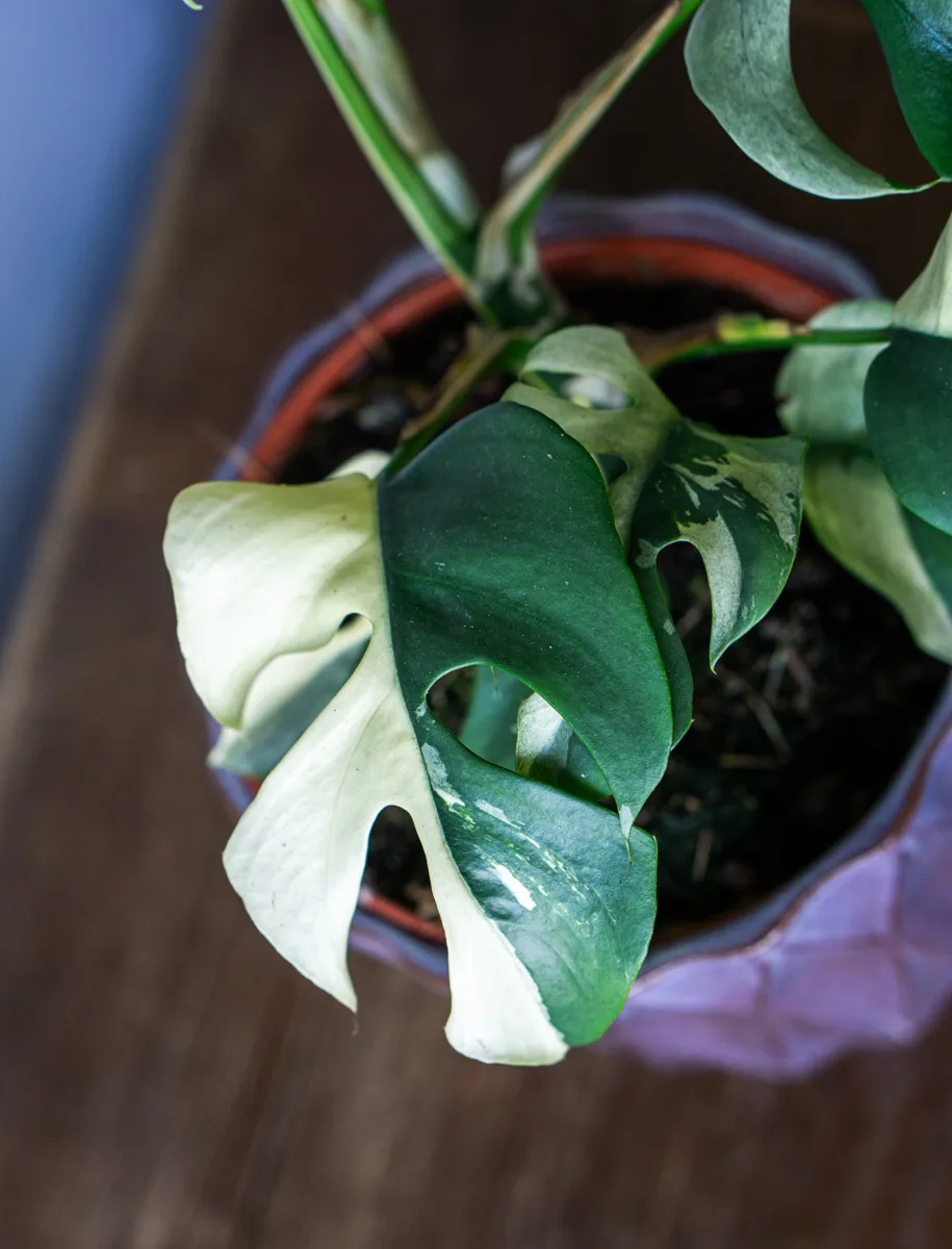 Rhaphidophora Tetrasperma variegata (Zachran ma)