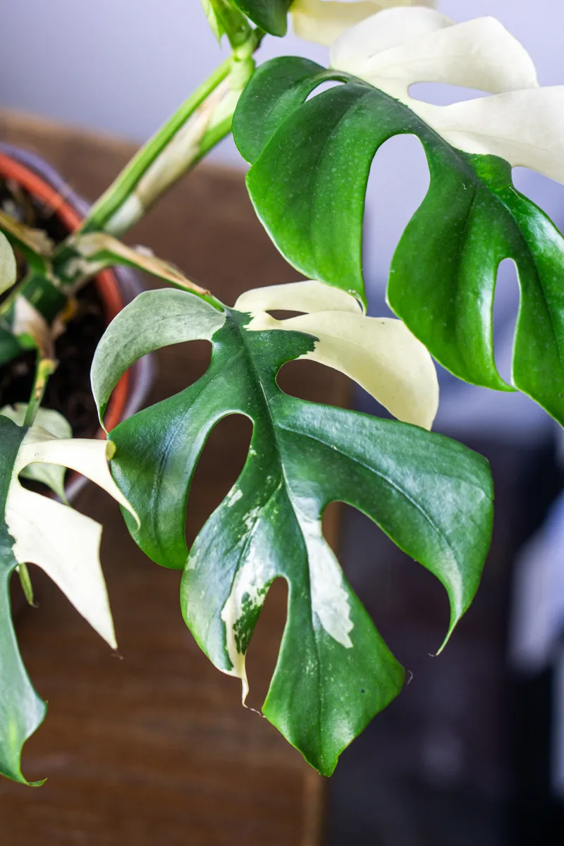 Rhaphidophora Tetrasperma variegata (Zachran ma)