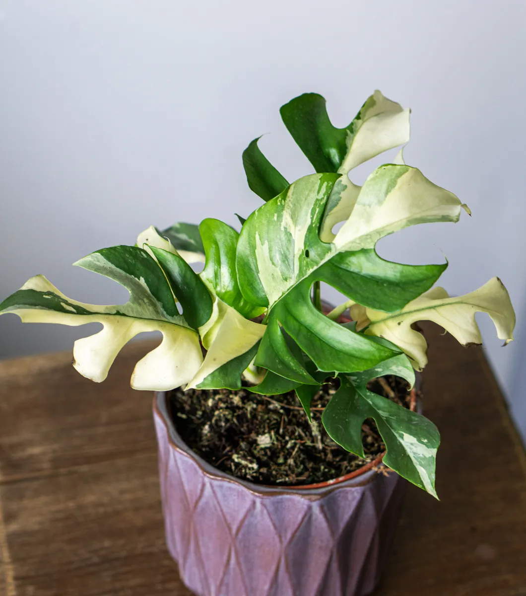 Rhaphidophora Tetrasperma variegata (Zachran ma)