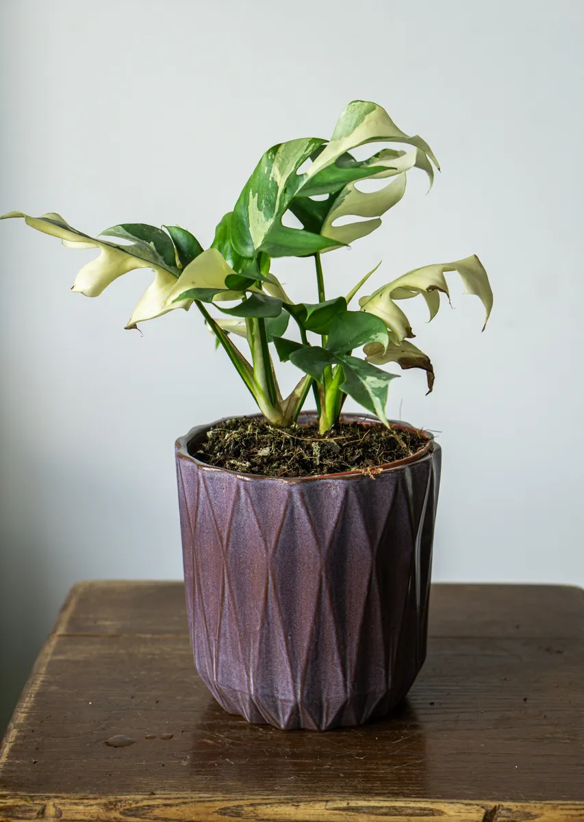 Rhaphidophora Tetrasperma variegata (Zachran ma)