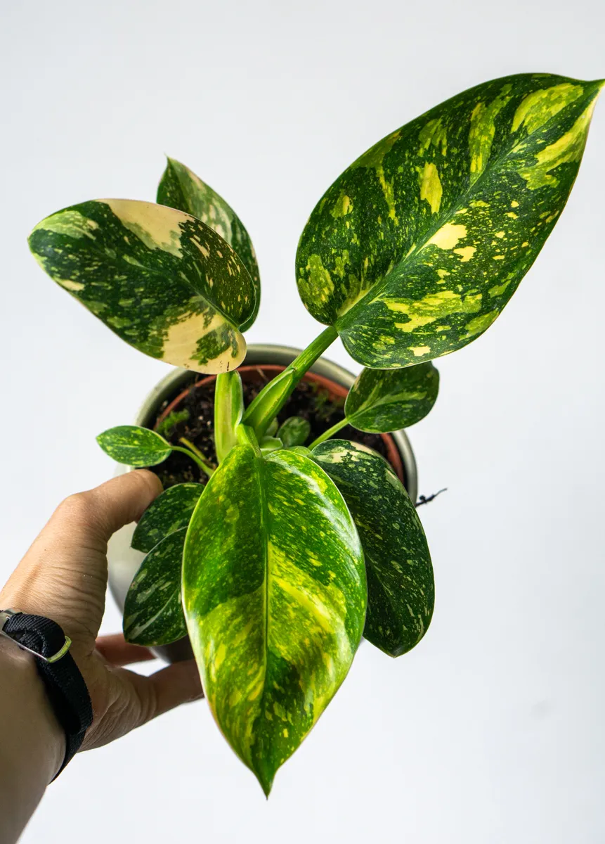 Philodendron Green Congo Hybrid