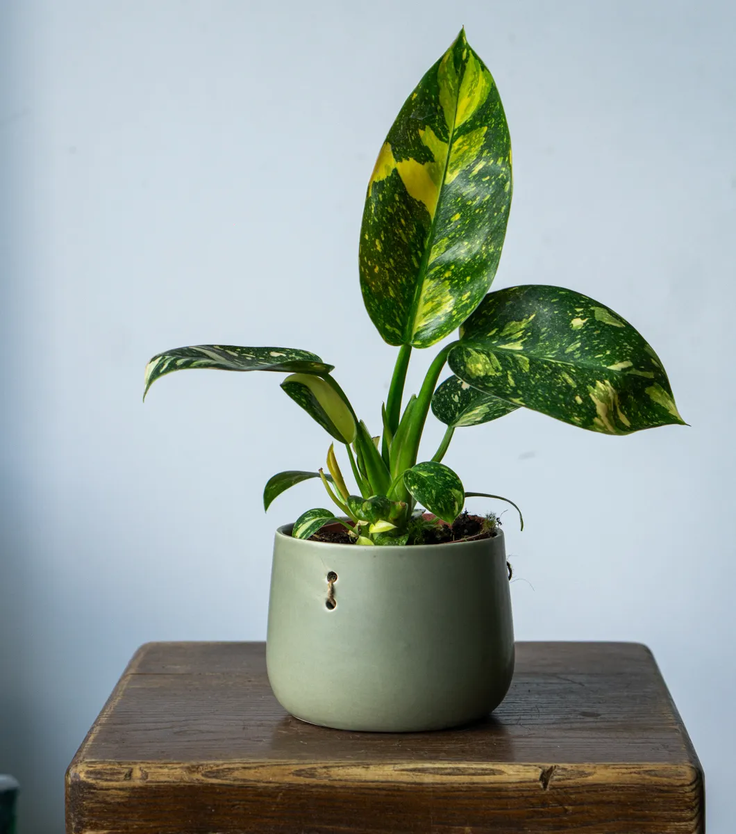 Philodendron Green Congo Hybrid