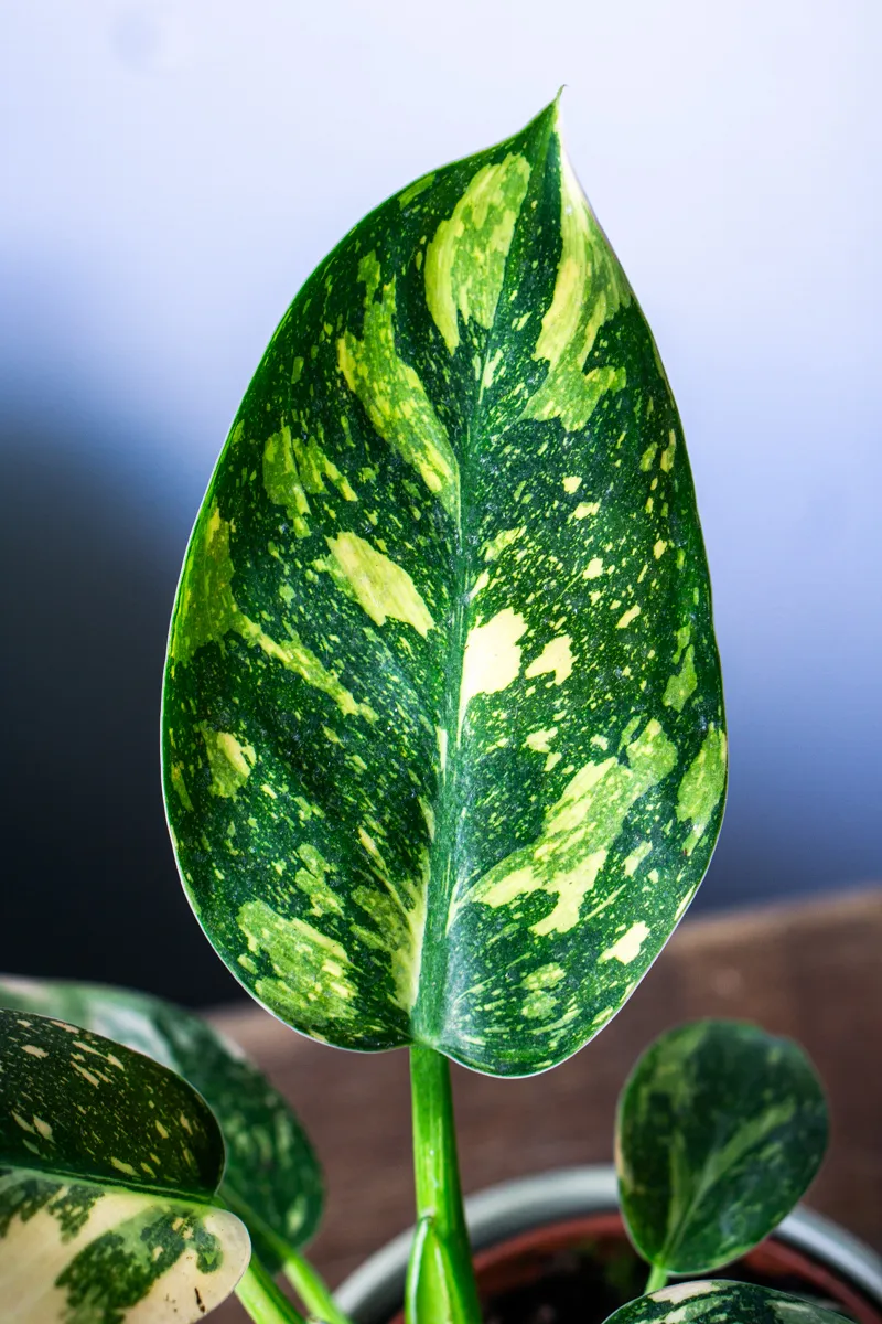 Philodendron Green Congo Hybrid