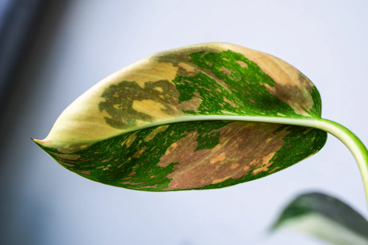 Philodendron Green Congo Hybrid