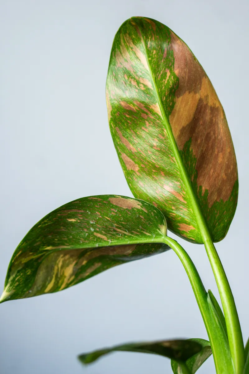 Philodendron Green Congo Hybrid